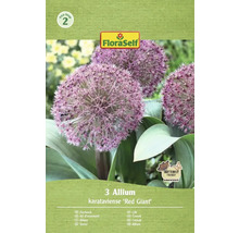 Verpackung mit drei Zierlauch Blumenzwiebeln der Sorte Allium karataviense Red Giant