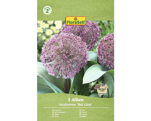 Blumenzwiebel Zierlauch FloraSelf 'Red Giant' 3 Stück Verpackung mit drei Zierlauch Blumenzwiebeln der Sorte Allium karataviense Red Giant