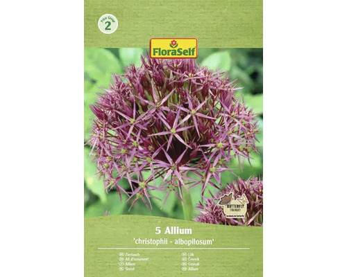 Blumenzwiebel Zierlauch FloraSelf 'Albopilosum' 5 Stück Zierlauch Allium 'christophii - albopilosum' Packung