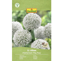Verpackung mit 12 Allium ampeloprasum 'Ping Pong' Zierlauch Blumenzwiebeln von FloraSelf
