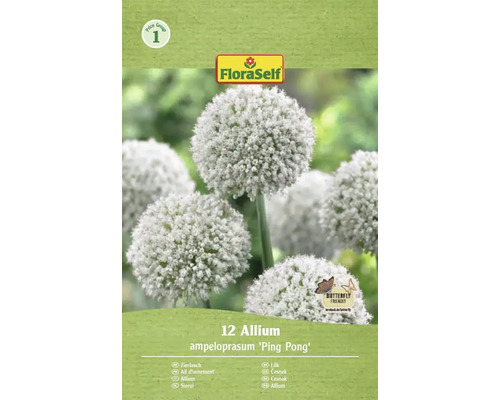 Blumenzwiebel Zierlauch FloraSelf 'Ping Pong' 12 Stück Verpackung mit 12 Allium ampeloprasum 'Ping Pong' Zierlauch Blumenzwiebeln von FloraSelf