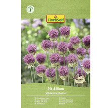 Packung Kugelkopflauch von FloraSelf mit 20 Zwiebeln