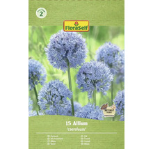 Packung Zierlauch Allium caeruleum, geeignet für Schmetterlinge, von FloraSelf
