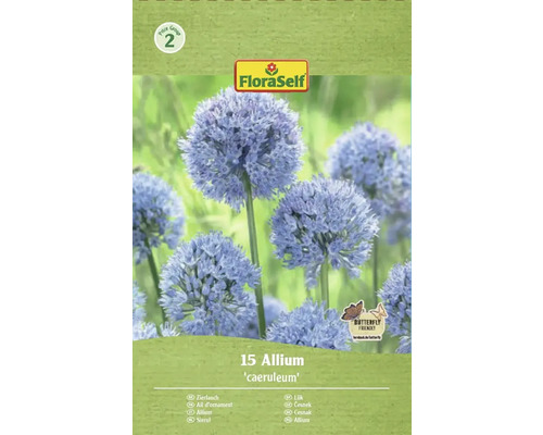 Blumenzwiebel Zierlauch FloraSelf 'Caeruleum' 15 Stück Packung Zierlauch Allium caeruleum, geeignet für Schmetterlinge, von FloraSelf