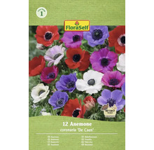 FloraSelf Anemone coronaria De Caen, 12 Stück, Schmetterlingsfreundlich