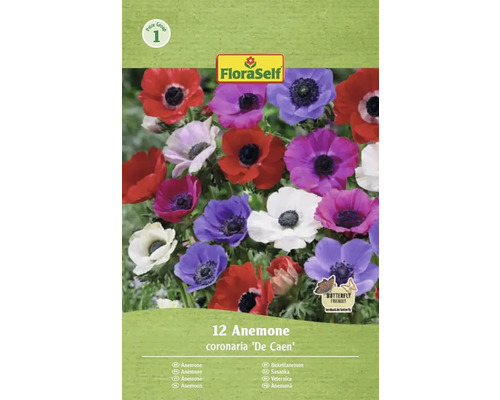 Blumenzwiebel Anemone FloraSelf 'The Caen' 12 Stück FloraSelf Anemone coronaria De Caen, 12 Stück, Schmetterlingsfreundlich