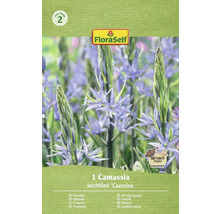 Verpackung einer einzelnen Camassia leichtlinii 'Caerulea' Prärielilie der Marke FloraSelf