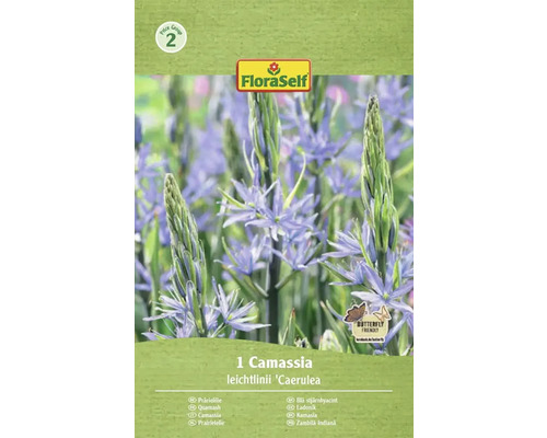 Verpackung einer einzelnen Camassia leichtlinii 'Caerulea' Prärielilie der Marke FloraSelf