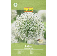 Zierlauch Mount Everest im FloraSelf Paket