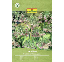 Verpackung mit 10 Zierlauch Nectaroscordum siculum Samen