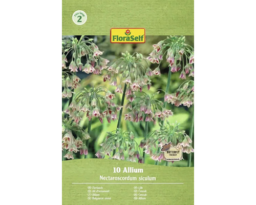 Blumenzwiebel Zierlauch FloraSelf ' Siculum ' 10 Stück Verpackung mit 10 Zierlauch Nectaroscordum siculum Samen