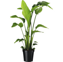 Strelitzie im schwarzen Pflanztopf