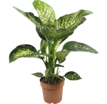 Dieffenbachia Pflanze im Topf