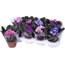 Mehrere Afrikanische Veilchen in Töpfen auf einem Tablett