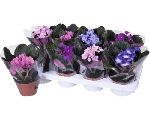 Mehrere Afrikanische Veilchen in Töpfen auf einem Tablett