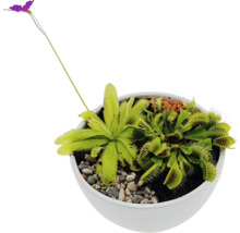 Fleischfressende Pflanzen in einem Topf mit Venusfliegenfalle und Sonnentau