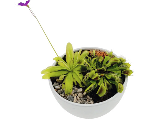 Fleischfressende Pflanzen in einem Topf mit Venusfliegenfalle und Sonnentau