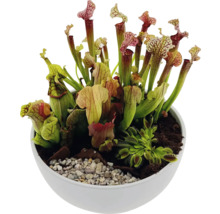 Fleischfressende Pflanzen in einem weißen Pflanzgefäß