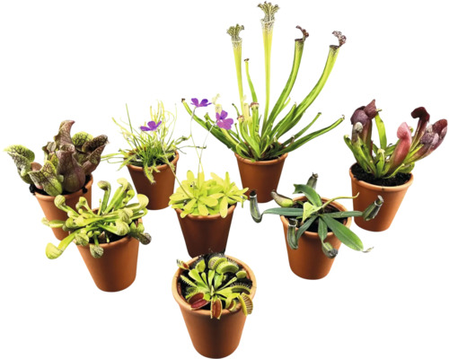 Verschiedene fleischfressende Pflanzen in Töpfen.