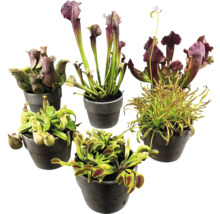 Verschiedene fleischfressende Pflanzen in Töpfen
