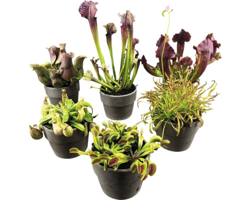 Verschiedene fleischfressende Pflanzen in Töpfen