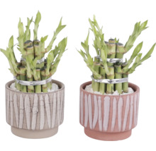 Zwei Glücksbambus Pflanzen in dekorativen Töpfen