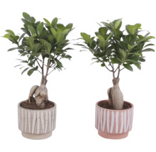 Zwei Ficus Ginseng Pflanzen in Töpfen mit Streifenmuster