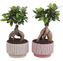 Zwei Ficus Ginseng Bonsai Pflanzen in dekorativen Töpfen