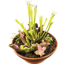 Fleischfressende Pflanzen im Topf