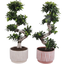 Zwei Bonsai-Feigen in Töpfen mit geriffeltem Design