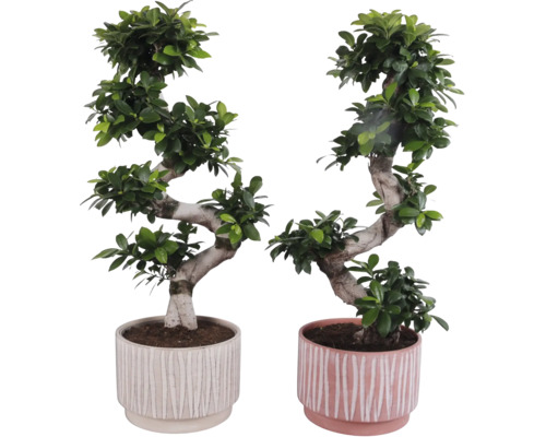 Zwei Bonsai-Feigen in Töpfen mit geriffeltem Design