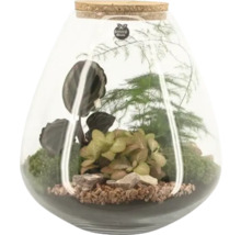 Terrarium mit Pflanzen im Glasgefäß mit Korkverschluss