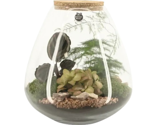 Terrarium mit Pflanzen im Glasgefäß mit Korkverschluss