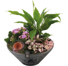 Pflanzschale mit Kalanchoe, Einblatt und Fittonia