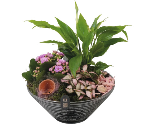 Pflanzschale mit Kalanchoe, Einblatt und Fittonia