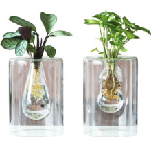 Zwei Zimmerpflanzen in transparenten Glasvasen