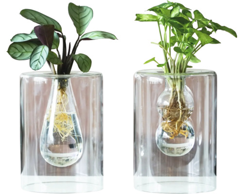 Zwei Zimmerpflanzen in transparenten Glasvasen