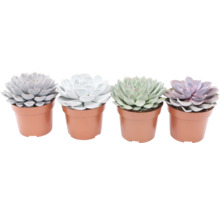 Vier Sukkulenten in Töpfen
