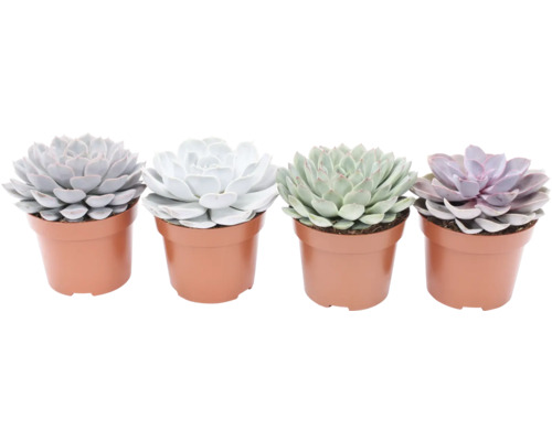 Vier Sukkulenten in Töpfen
