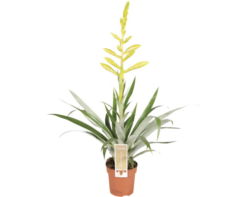 Bromelie Zimmerpflanze im Topf mit Blüte