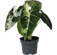 Alocasia Zimmerpflanze in einem Topf
