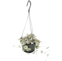 Hängepflanze mit Herzblättern in einem Topf mit Aufhängevorrichtung