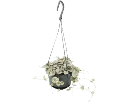 Hängepflanze mit Herzblättern in einem Topf mit Aufhängevorrichtung