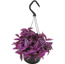 Hängepflanze mit lila Blättern in einem Topf mit Aufhängevorrichtung