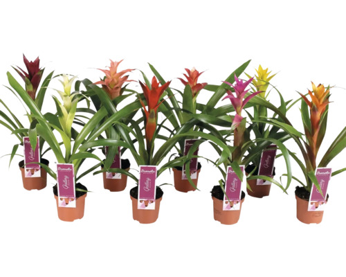 Mehrere Bromelien in Töpfen mit verschiedenfarbigen Blütenständen