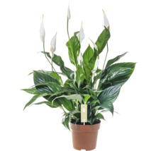 Einblatt Pflanze im Topf