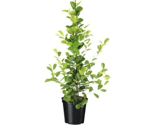 Glückskastanie im Topf