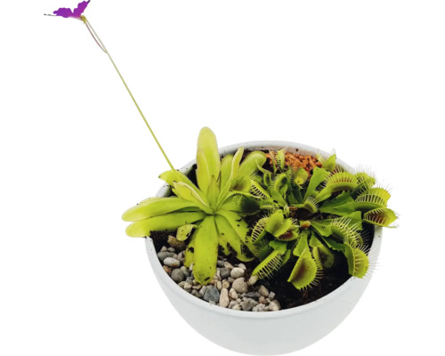 Fleischfressende Pflanzen in einem Topf