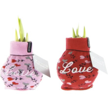 Zwei Pflanzen in Socken mit dem Schriftzug Liebe.