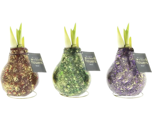 Drei beschichtete Blumenzwiebeln ohne Wasser im Topf